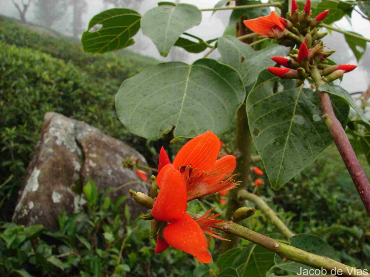 Erythrina subumbrans (Hassk.) Merr.